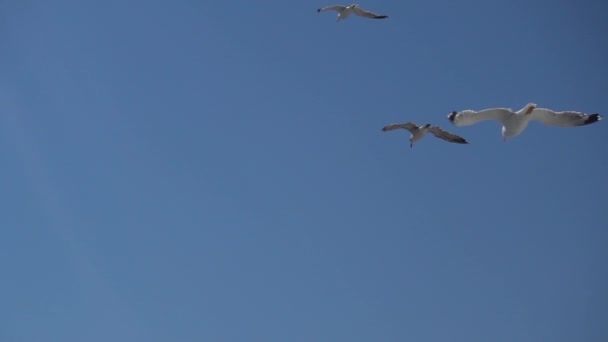 Fiskmåsen Flyger Skyn Lonely Seagull Flying Sky Måsen Svävar Skyn — Stockvideo