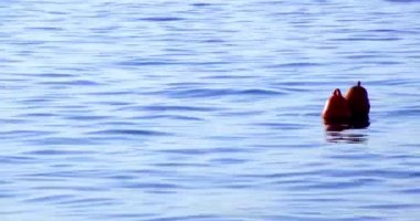 Plastik Şamandıraları kapatın ve Sakin Deniz 'de Yüzün.