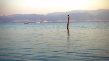 Kuş denizde bir direğe tünedi..