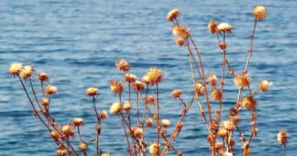 Sole Giallo Pungente Pianta Estiva Sul Pendio Vicino Mare — Video Stock