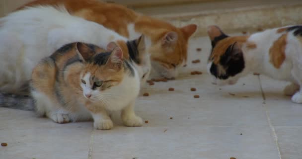 Gatinho Olhando Curiosamente Para Câmera Enquanto Gatos Stray Estão Alimentando — Vídeo de Stock