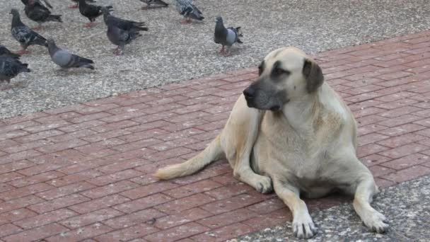 Chien Errant Assis Sur Sol Béton Chien Errant Assis Sur — Video