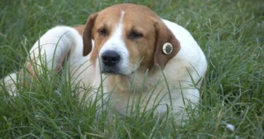 Serseri Köpek beton zeminde oturuyor. Otların üzerinde oturan Başıboş Köpek