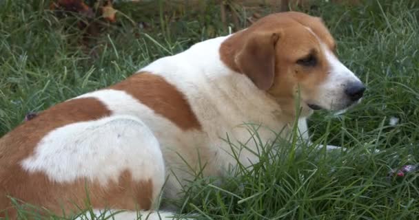 Zbłąkany Pies Siedzący Betonowej Podłodze Zbłąkany Pies Siedzący Trawie — Wideo stockowe