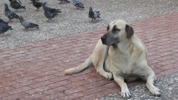 コンクリートの床に座って犬を散歩 草の上に座る野良犬の散歩 — ストック動画