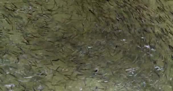 Рибний Промисел Рибному Господарстві Дуже Приємні Форелі Рибні Зграї Кадрах — стокове відео
