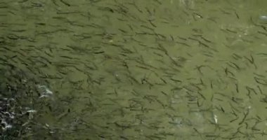 Balık Tarım Havuzu 'nda Yüzen Balık. Çok Güzel Alabalık Sürüsü Arka Çekimde.