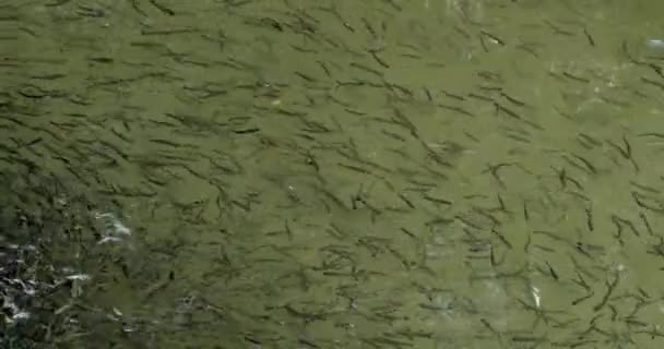 Fische Schwimmen Fischzuchtbecken Sehr Schöne Forellenfischschwärme Der Aufzucht — Stockvideo