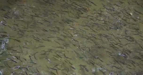 Sehr Schöne Forellenfischschwärme Der Aufzucht — Stockvideo