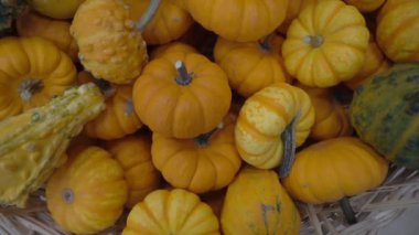 Weed Basket Görüntülerindeki Küçük Balkabakları.