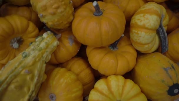Small Pumpkins Weed Basket Footage — Stock Video