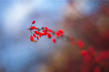 Renkli ve bulanık arkaplanlı kırmızı böğürtlenlerin fotoğrafı.