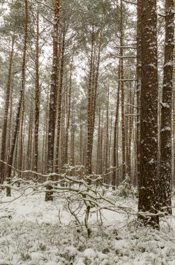 Kışın karla kaplı ağaçlar ve zemin olan bir orman. Topraktaki bitki örtüsüne daha çok odaklan..