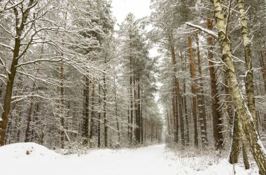 Kışın ormanda, karla kaplı ağaçlarla ve toprakla kaplı bir patika..