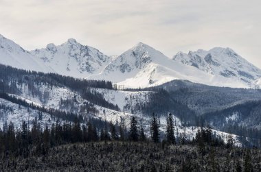 Polonya 'daki Tatra dağlarında karla kaplı ve orman.