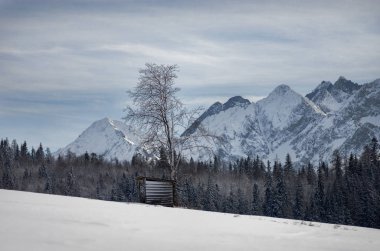 Küçük bir ahşap kulübe ve dağlarda karla kaplı bir ağaç.