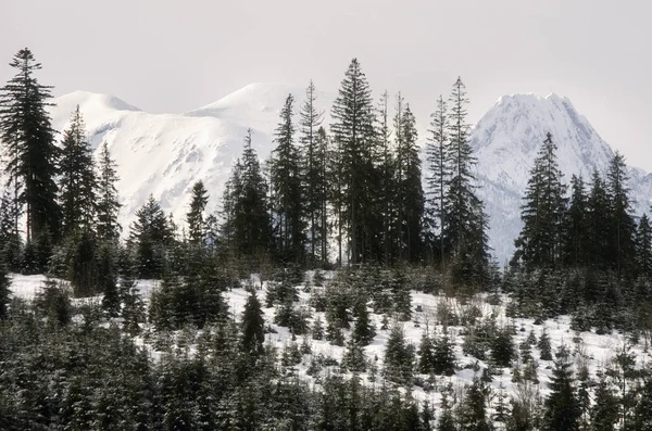 Sněhové čepice a lesy v Tatrách v Polsku. — Stock fotografie