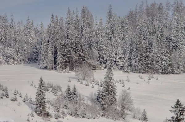 Árvores cobertas de neve na região da montanha — Fotografia de Stock