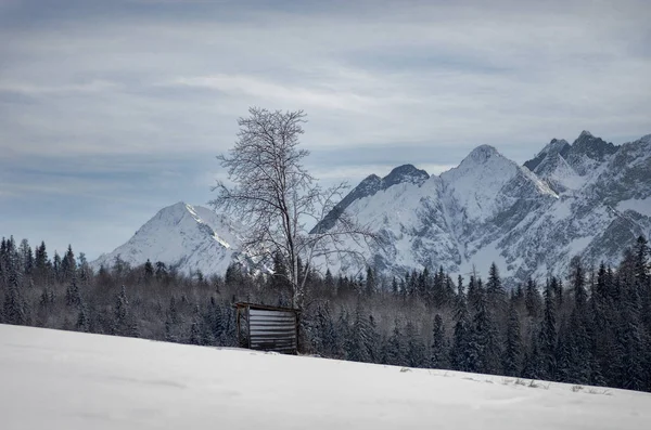 Uma pequena cabana de madeira e uma árvore nas montanhas cobertas de neve — Fotografia de Stock