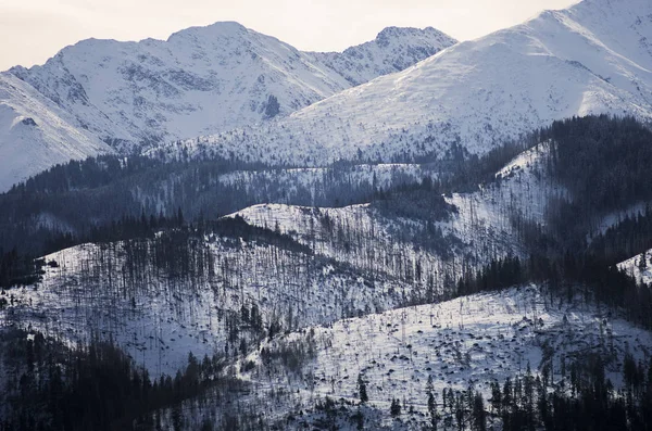Inclinações de montanhas cobertas de neve no inverno com florestas . — Fotografia de Stock