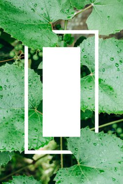 yaratıcı düzen, yeşil yaprakları ile beyaz kare çerçeve, düz, reklam kartı veya davet için yatıyordu