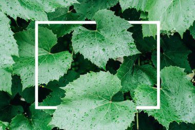 yaratıcı düzen, yeşil yaprakları ile beyaz kare çerçeve, düz, reklam kartı veya davet için yatıyordu