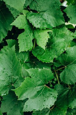 Yeşil yaprak desen tropikal çiçek ve yaprakları oluşan yüzey, yaratıcı düzenine. Düz yatıyordu. Pastel kavramı