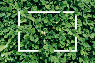 yaratıcı düzen, yeşil yaprakları ile beyaz kare çerçeve, düz, reklam kartı veya davet için yatıyordu