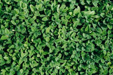 Yaratıcı tropikal yeşil yaprakları, arka plan için vintage sesi.