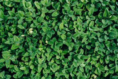 yeşil yaprak soyut veya arka plan için. Yeşil yaprak desen yüzeyi