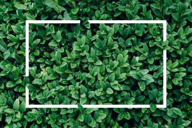 yaratıcı düzen, yeşil yaprakları ile beyaz kare çerçeve, düz, reklam kartı veya davet için yatıyordu