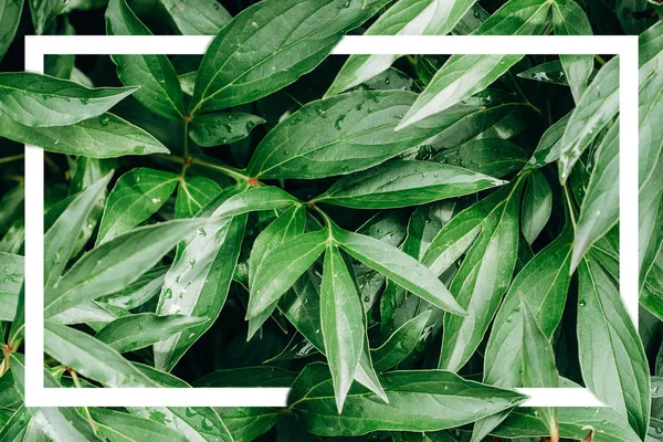 Tropikal çiçek ve yaprakları beyaz bir çerçeve ile yapılmış yaratıcı düzeni. Düz yatıyordu. Doğa kavramı