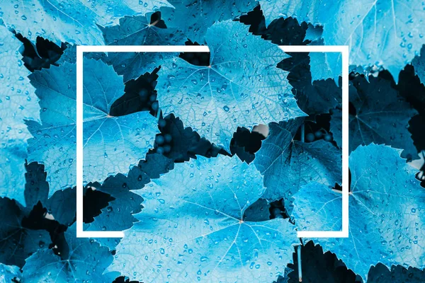 Mavi yaprak desen / mavi yaprak desen / doku arka planını backlight taze mavi yaprak. beyaz kare çerçeve
