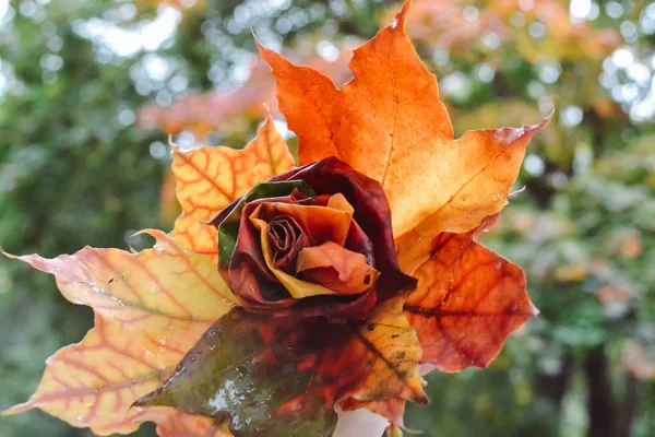 Autumn maple leaves in  form of rose. Drops are raining on leaves