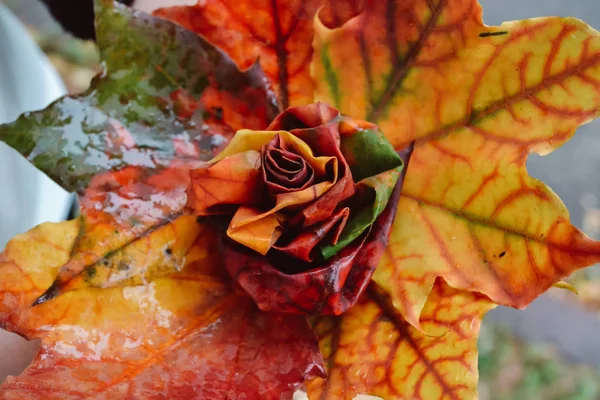 Autumn maple leaves in  form of rose. Drops are raining on leaves