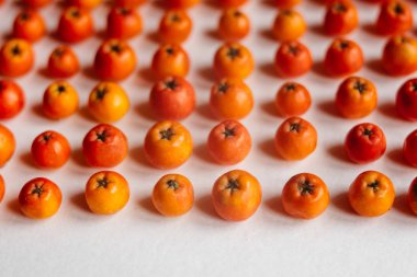  Beyaz arka plan üzerinde dağ kül sonbahar renkleri close-up izole olgunlaşmış üvez.