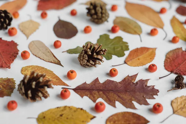 Autumn Fall Flat Lay Top View Creative Pattern Arrangement — Stock Photo, Image