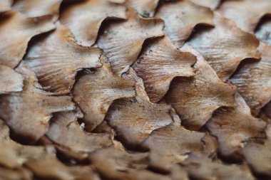 Yatay tam kare makro bir koni