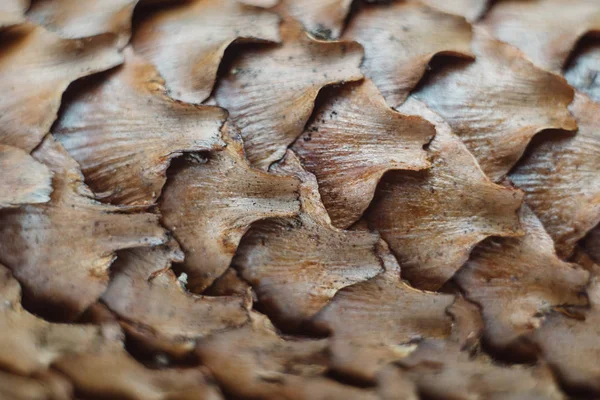 Yatay tam kare makro bir koni