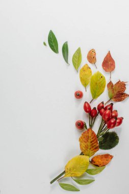 Sonbahar yaprakları tanzimi. düz yatıyordu, en iyi görünümü düşmek