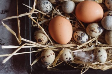 Çiğ bıldırcın, tavuk yumurtası siyah plaka, Paskalya kavramı, karanlık beton arka plan, görünümü top, 