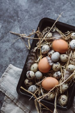 Çiğ bıldırcın, tavuk yumurtası siyah plaka, Paskalya kavramı, karanlık beton arka plan, görünümü top, 