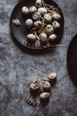 Çiğ Bıldırcın yumurta siyah plaka, Paskalya kavramı, karanlık beton arka plan, üstten görünüm