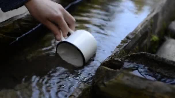 女性の手が屋外で森の中の温泉水のマグカップを集めています — ストック動画