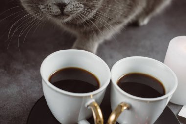 Sevgililer günü. İki fincan kahve, gri güzel kedi, mum ve kalp koyu arka plan üzerinde. Kış veya bahar kavramı