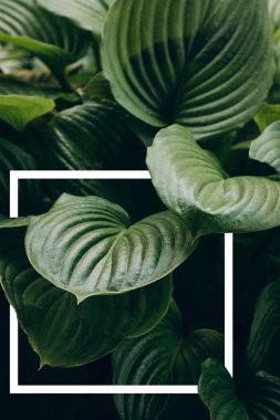 Yaratıcı düzeni ile yaprakları beyaz çizilmiş bir çerçeve ile yapılmış. Düz yatıyordu. Doğa kavramı. 