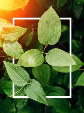 Yaratıcı düzen yaprakları günbatımı ışınları ile yapılan ve bir beyaz çizilmiş bir çerçeve ile. Düz yatıyordu. Doğa kavramı