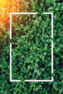 Yaratıcı düzen yaprakları günbatımı ışınları ile yapılan ve bir beyaz çizilmiş bir çerçeve ile. Düz yatıyordu. Doğa kavramı