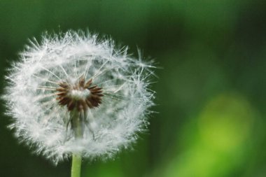 Karahindiba tohum uzak bir taze yeşil arka planda üfleme sabah güneş ışığı kapatın. Bahar kavramı