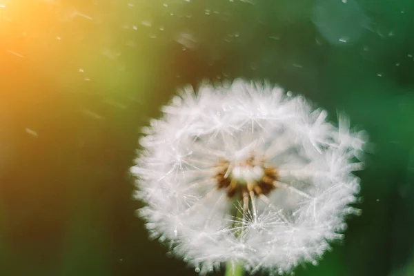 Close Dandelion Seeds Morning Sunlight Blowing Away Fresh Green Background — Stock Photo, Image